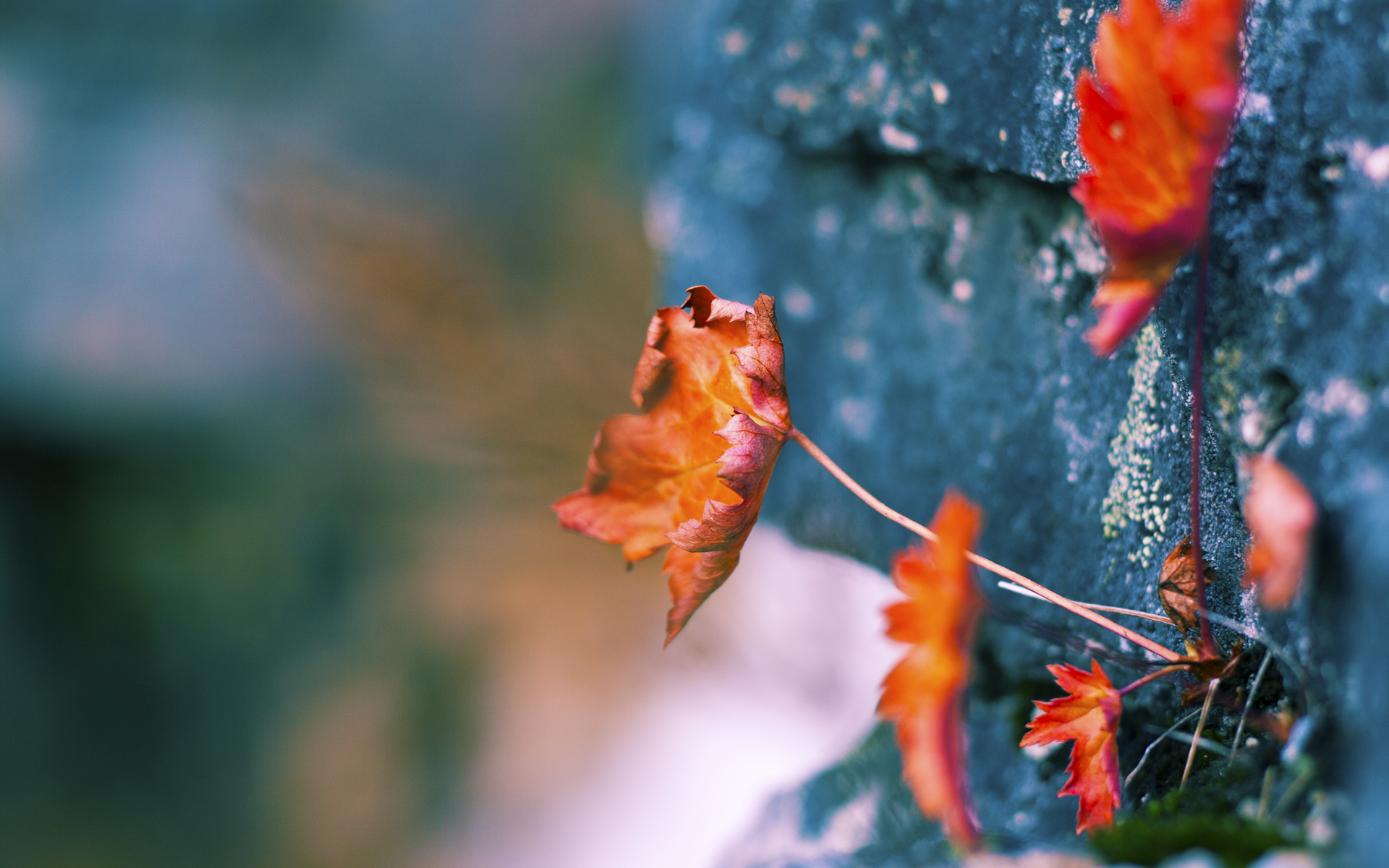 唯一跨界对决，利拉德制胜一击，广厦险胜北京队