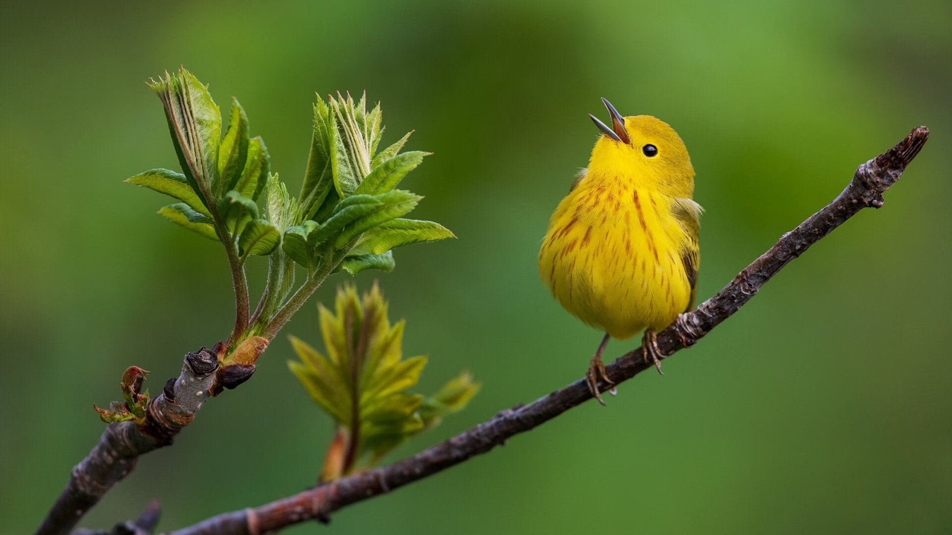 开云体育官网-长夜齿轮，阿坎吉连续叩关，德甲争冠天平陡然倾斜