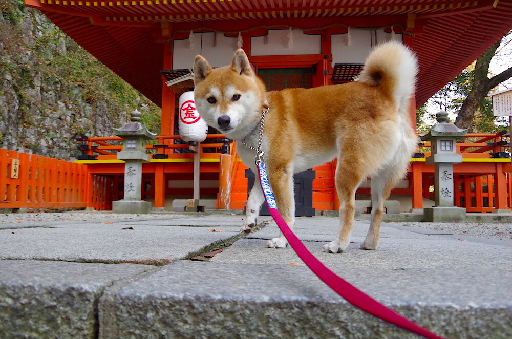 当孔德在维也纳绽放，奥地利用一场无名的胜利，为机械时代写下篮球的浪漫诗