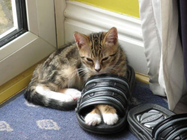 布克45分核爆新疆防线,杨学增的山西密码浮出水面