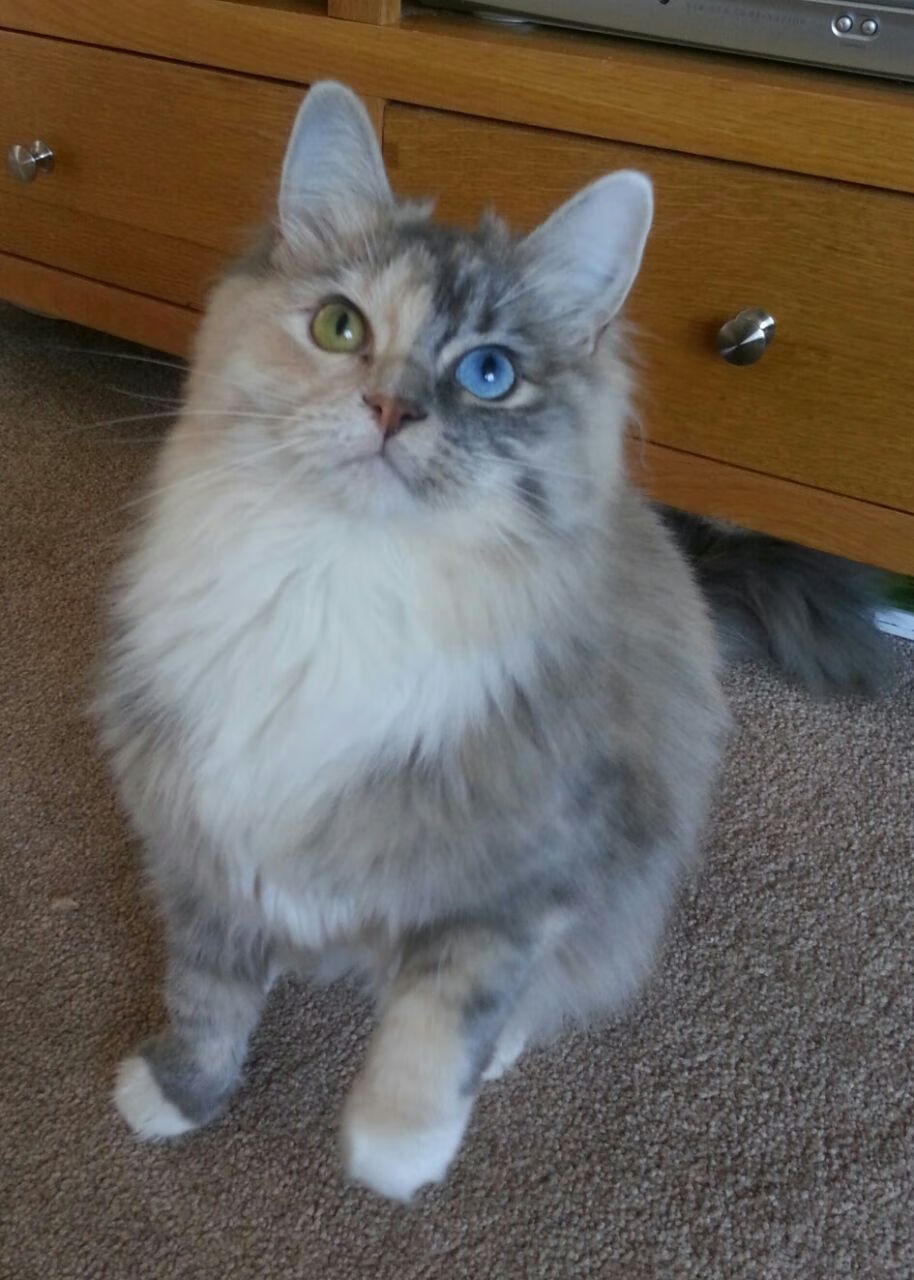 城市动脉上的极速交响，当F1引擎的嘶吼遇见NBA地板的震颤