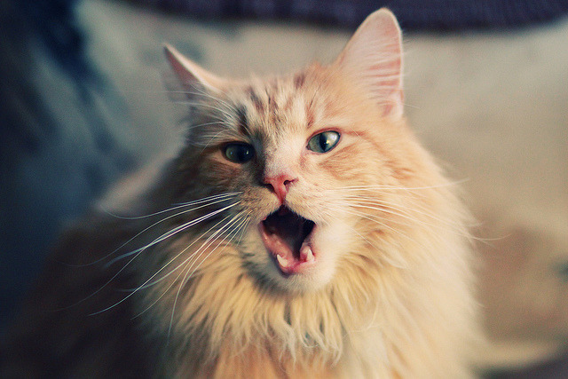 钢铁洪流与精密仪器的碰撞,当德甲争冠战遇见毕尔巴鄂式足球哲学