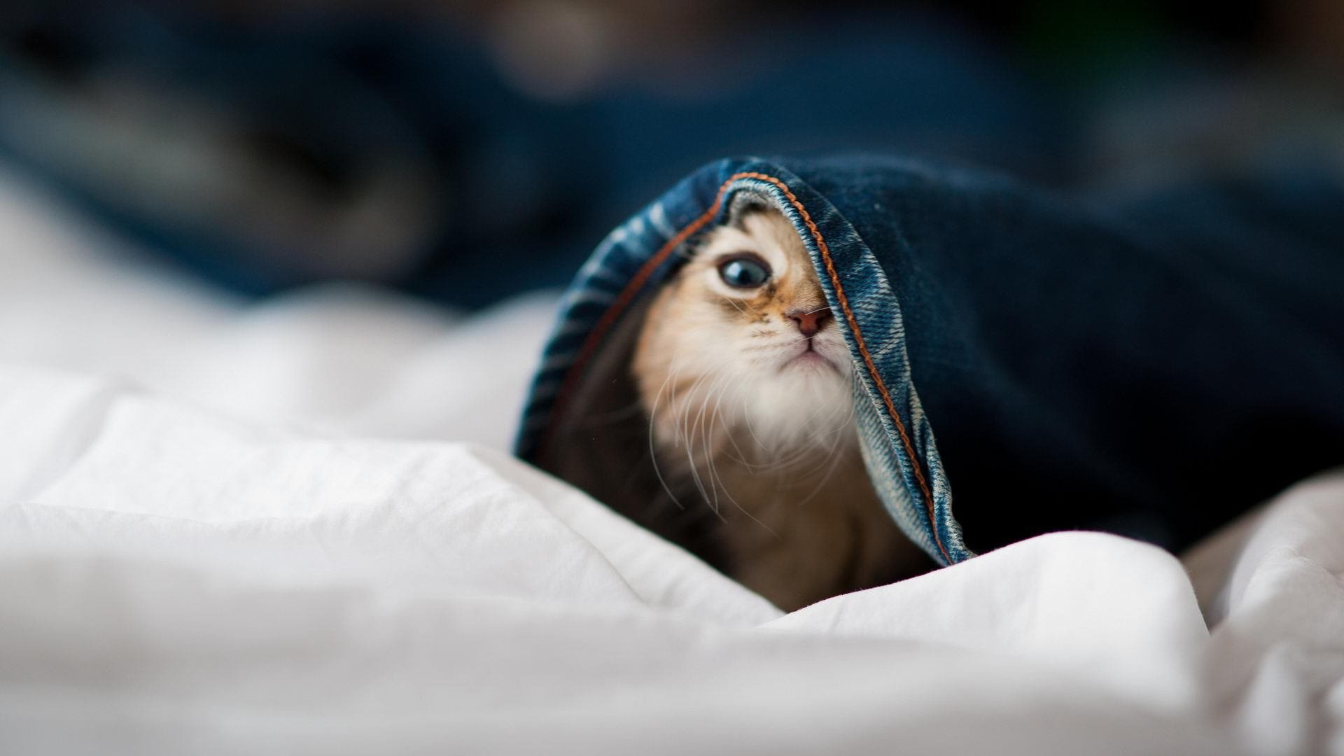 当上海大鲨鱼遇上芝加哥公牛，福克斯的全球直播犯罪现场